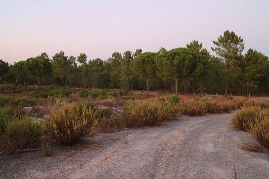 Земельный участок в Грандола