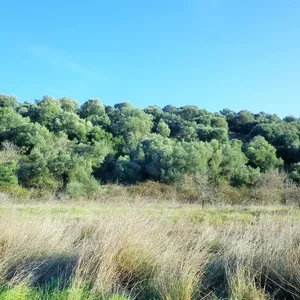 Земельный участок в Aristotle University of Thessaloniki, фото 4