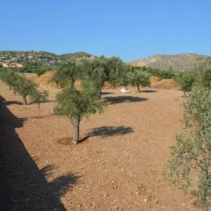 Земельный участок в Anavissos Municipal Unit, фото 4