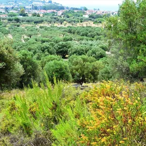 Земельный участок в Kassandra Municipality, фото 3