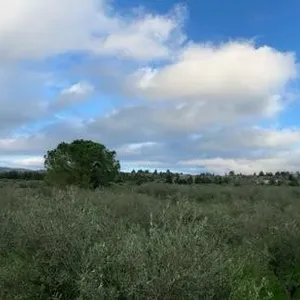 Земельный участок в Вамо, фото 3