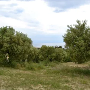 Земельный участок в Kassandra Municipality, фото 4