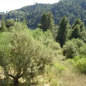 Земельный участок в Kassandra Municipality, фото 4