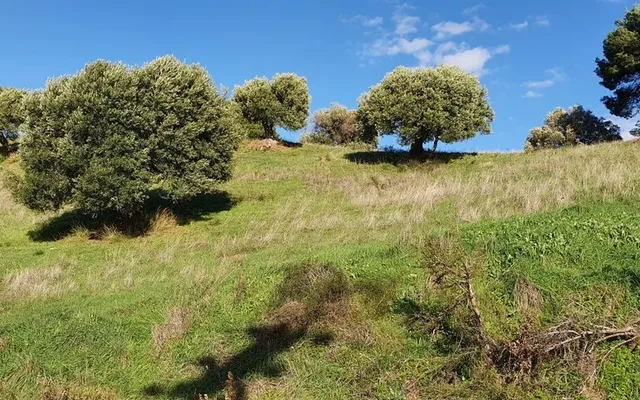 Земельный участок в Kassandra Municipality