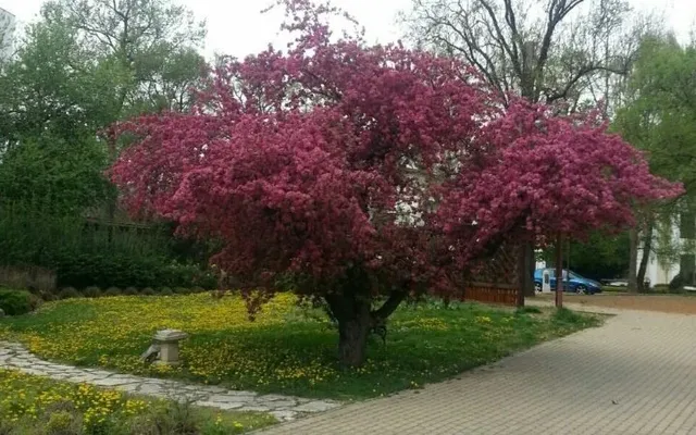 Студия в Шиофок