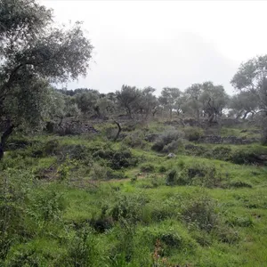 Земельный участок в Тасос, фото 4