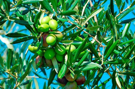 Земельный участок в Сообщество Мадрида