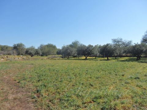 Земельный участок в Санта-Барбара-де-Неше