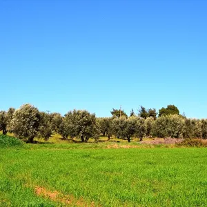 Земельный участок в Kassandra Municipality, фото 5
