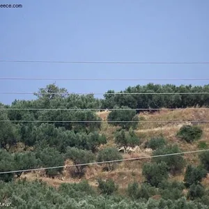 Земельный участок в Трагаки, фото 2