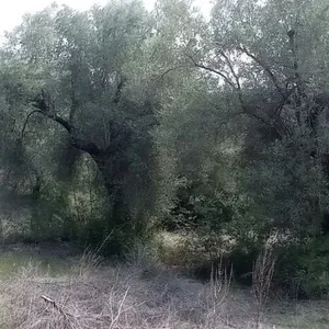 Земельный участок в Kassandra Municipality, фото 4