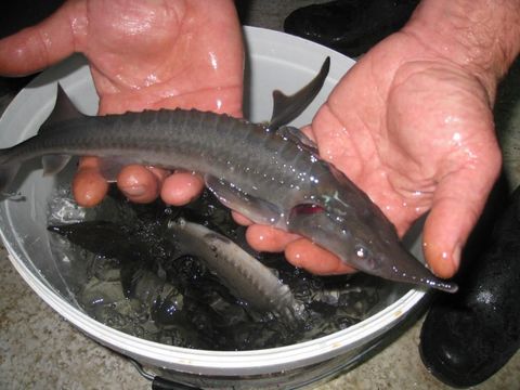 Коммерческая недвижимость в Даниловград