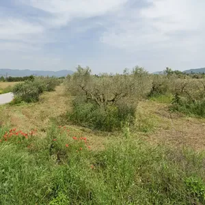 Земельный участок в Терми, фото 2