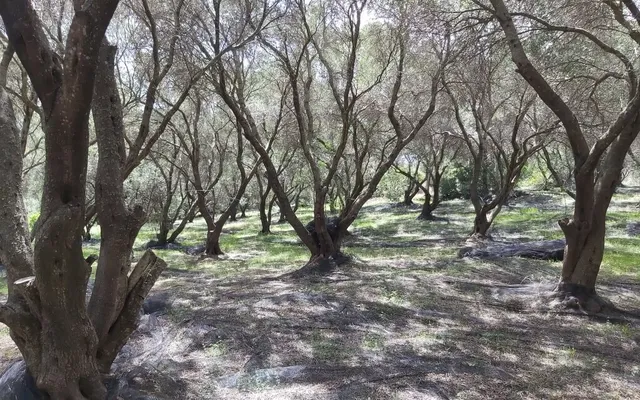 Земельный участок в Corfu