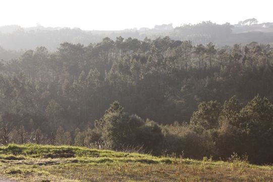 Земельный участок в Калдаш-да-Раинья