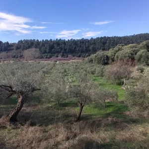 Земельный участок в Ситониа, фото 3