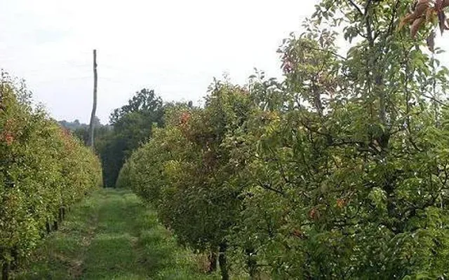 Дом в Криже