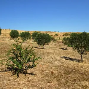 Земельный участок в Ситониа, фото 4