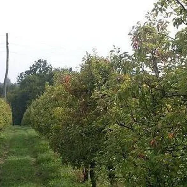 Дом в Криже, фото 1