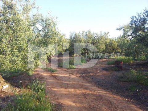 Земельный участок в Неа-Мудания