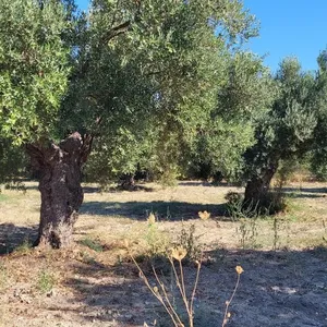 Земельный участок в Kassandra Municipality, фото 2