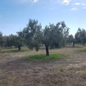 Земельный участок в Kassandra Municipality, фото 4