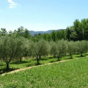 Отдельный дом в Капаннори, фото 4