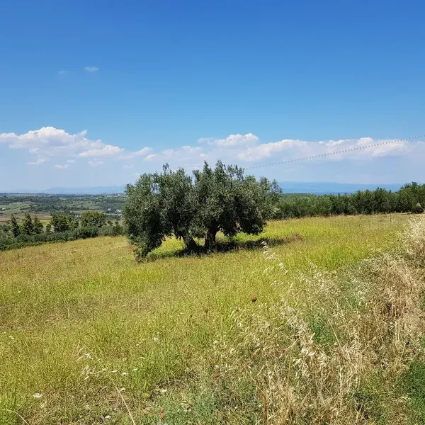 Земельный участок в Kassandra Municipality, фото 1