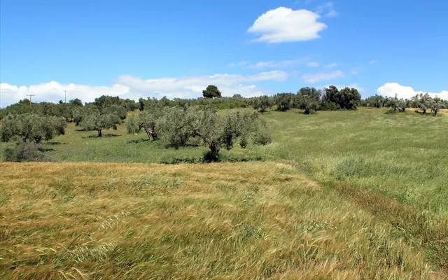 Земельный участок в Kassandra Municipality