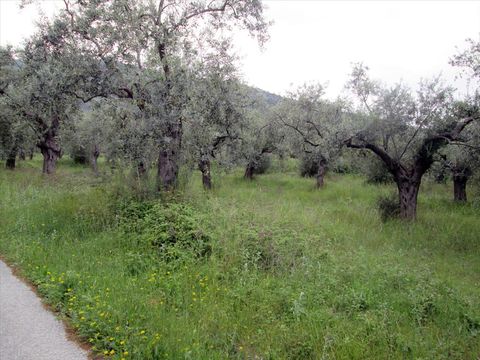 Земельный участок в Тасос