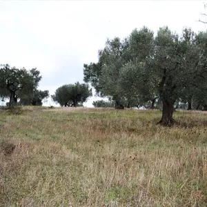 Земельный участок в Kassandra Municipality, фото 4
