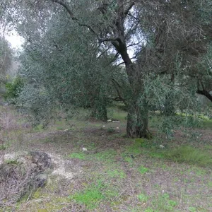 Земельный участок в Corfu, фото 2