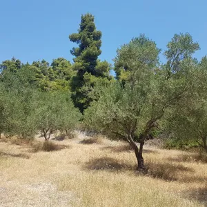 Земельный участок в Kassandra Municipality, фото 3