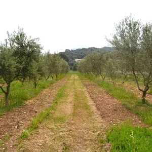 Земельный участок в Corfu, фото 2