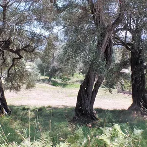 Земельный участок в Corfu, фото 3
