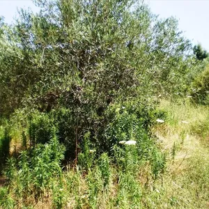 Земельный участок в Kassandra Municipality, фото 3