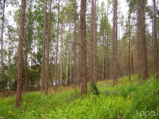 Земельный участок в Руоколахти