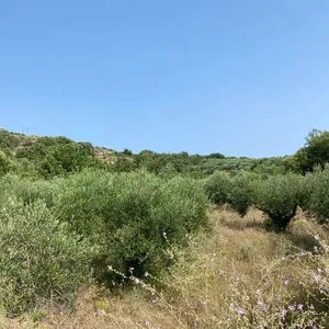 Земельный участок в Вамо, фото 3