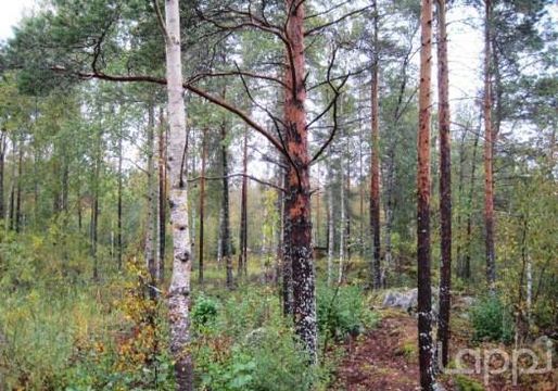 Земельный участок в Миккели