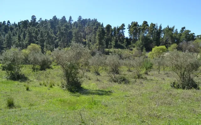 Земельный участок в Kassandra Municipality