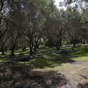 Земельный участок в Corfu, фото 5