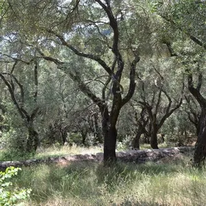 Земельный участок в Corfu, фото 4