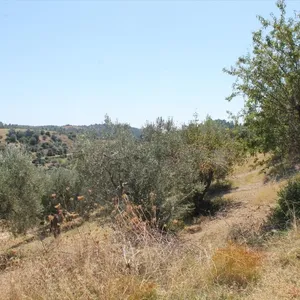 Земельный участок в Kassandra Municipality, фото 4