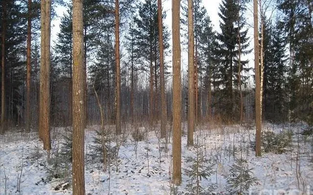 Земельный участок в Руоколахти