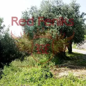 Земельный участок в Режевичи, фото 4