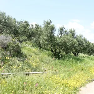 Земельный участок в Ситиа, фото 5