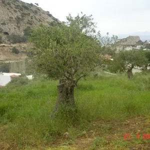 Земельный участок в Гази, фото 4