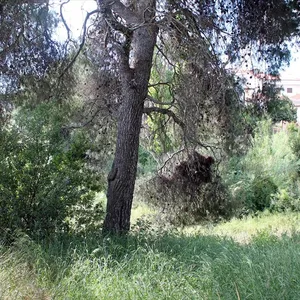 Земельный участок в Kassandra Municipality, фото 4