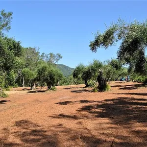 Земельный участок в Corfu, фото 2