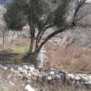 Земельный участок в Кульяче, фото 4